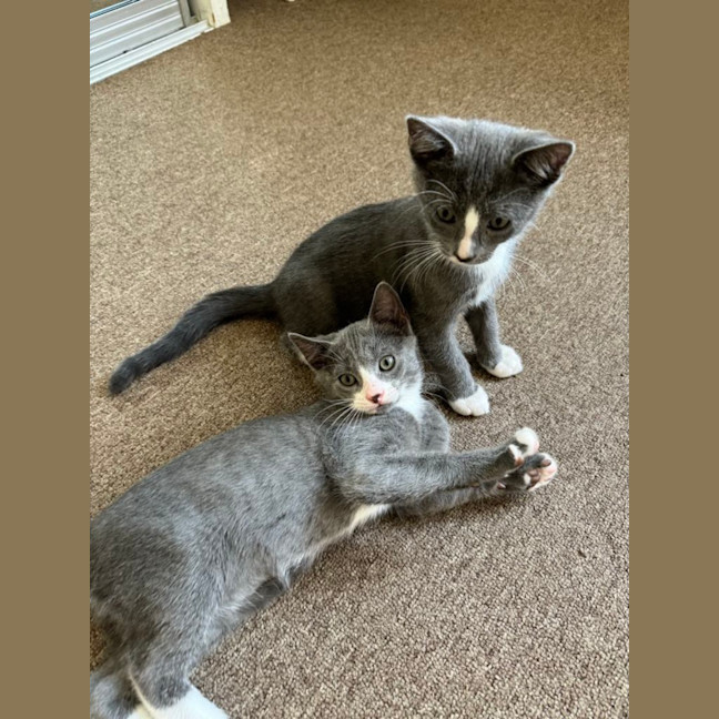 Photo of Fruit Loops