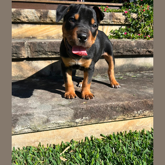 Photo of Bear 🐻 