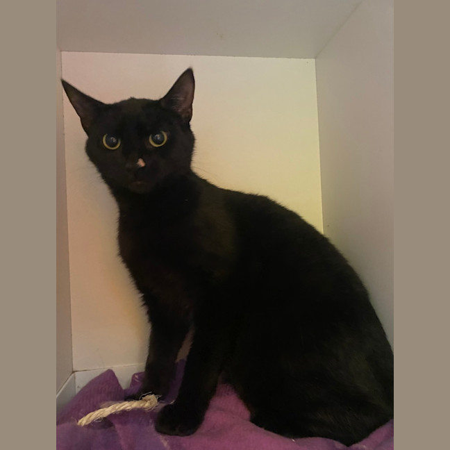 Photo of Jett