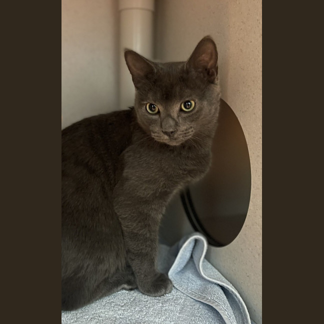 Photo of Pumba