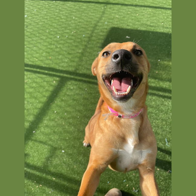 Photo of Peach Imp 1711