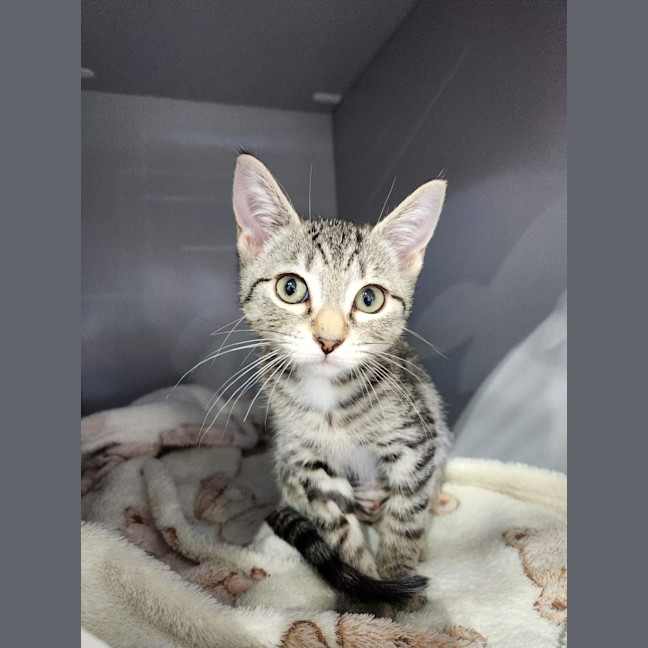 Photo of Pixel