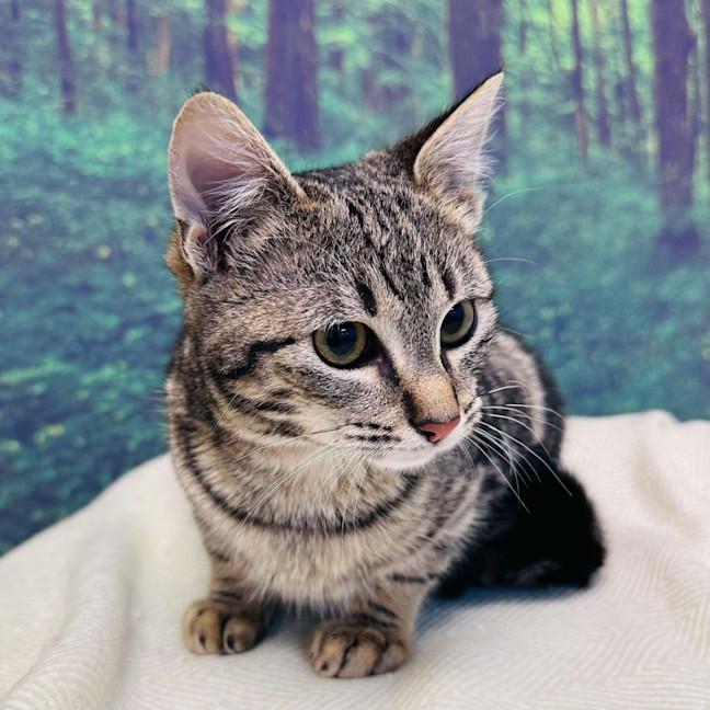 Photo of Bobby   Located In Preston