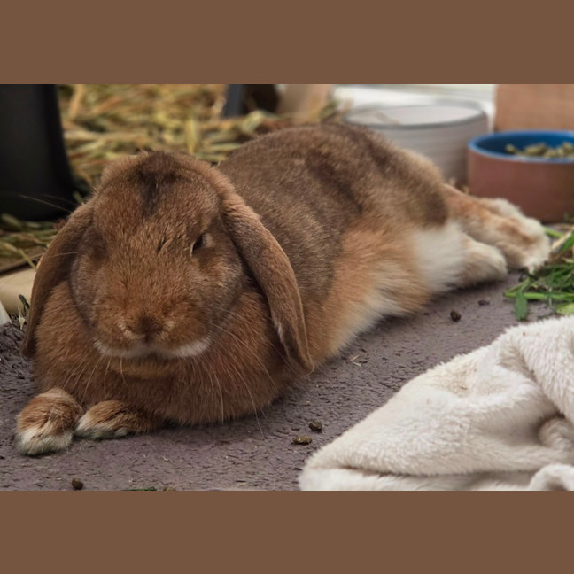 Photo of Raisin