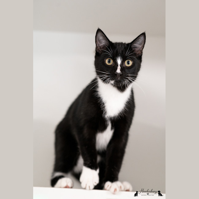 Photo of Bentley