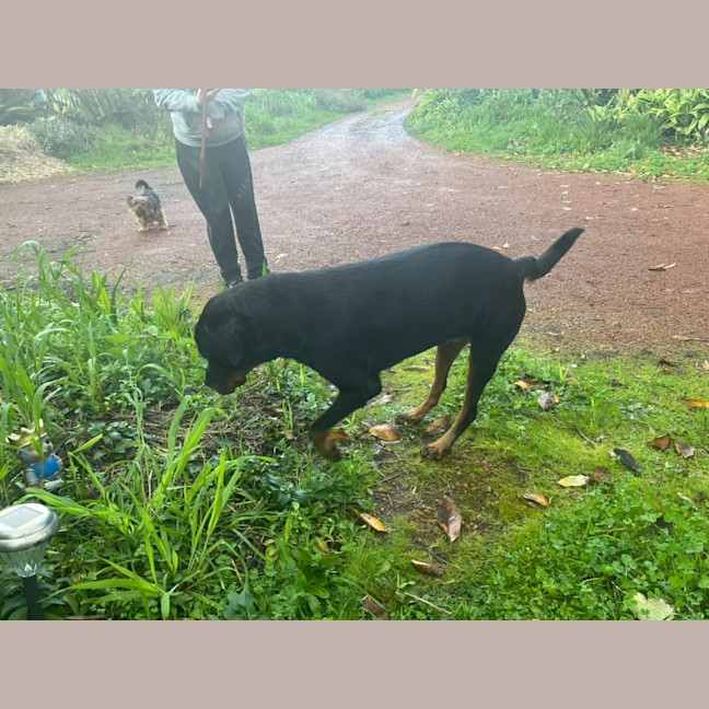 Photo of Marshmallow