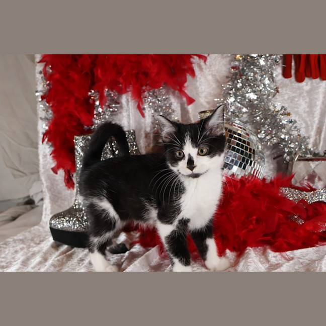 Photo of Foxtrot