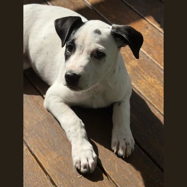 Photo of Frankie