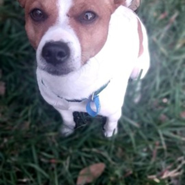 Photo of Peanut