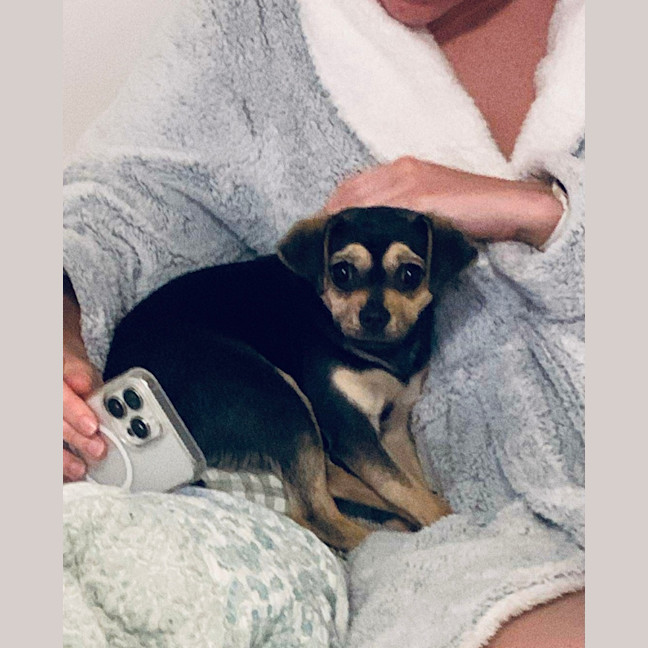 Photo of Bean   1 Year Old Chihuahua X