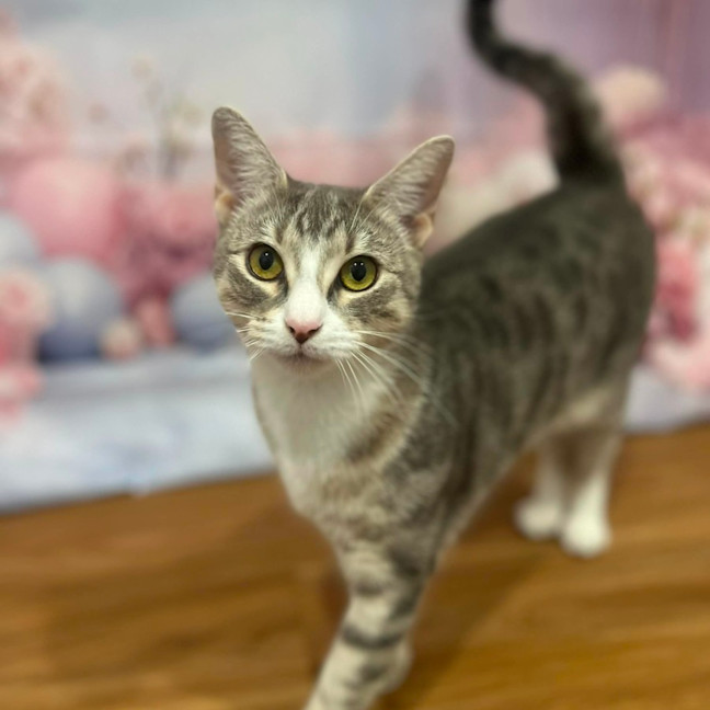 Photo of Lulu   In Foster Care In Doreen