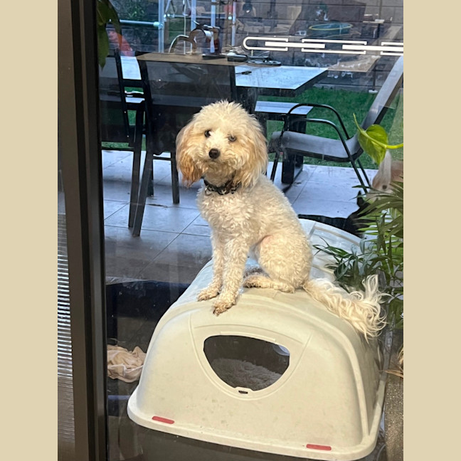 Photo of Chasey Boy 
