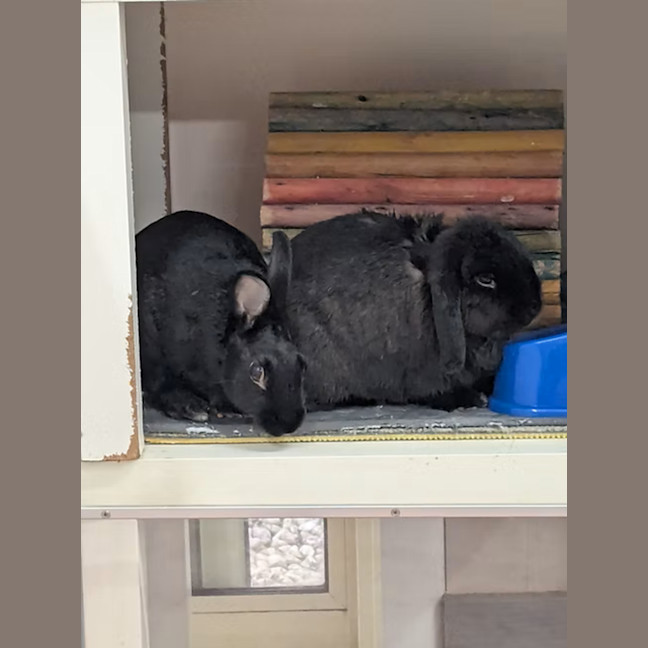 Photo of Freddie And Mopsy