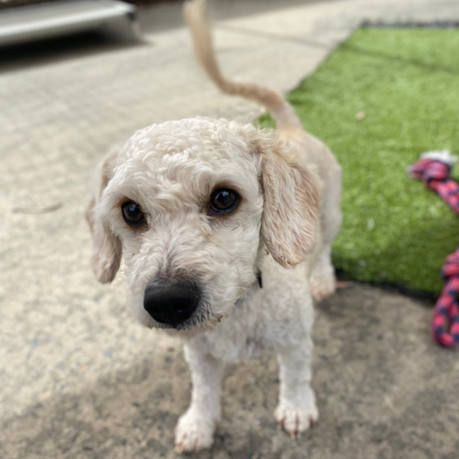 Photo of Marshmallow 