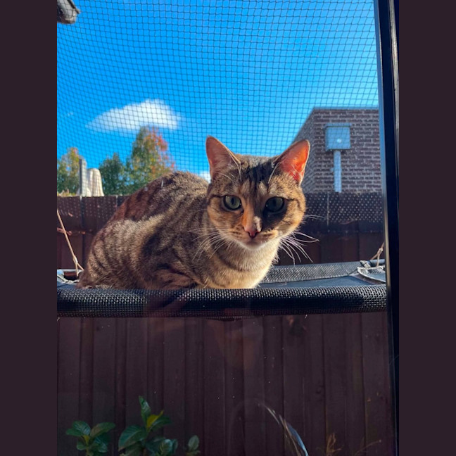 Photo of Shortcake  In Foster Care In Healesville