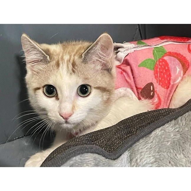 Photo of 12245   Chai