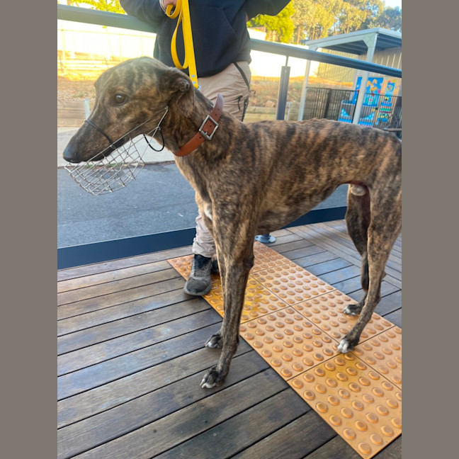 Photo of Dudley