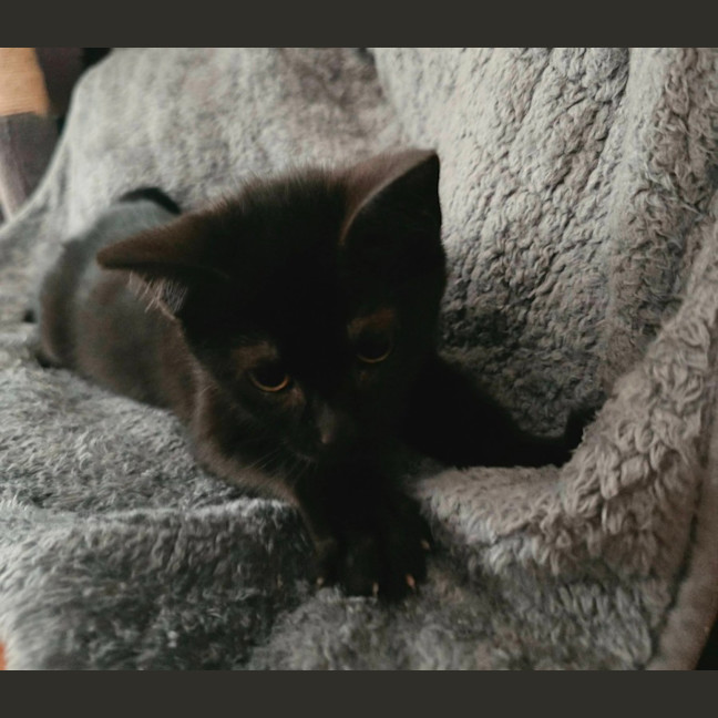 Photo of Primrose 