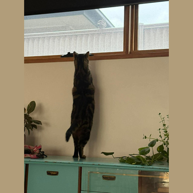 Photo of Kovu *9 Lives Project Rescue*