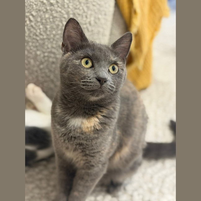 Photo of Adelita