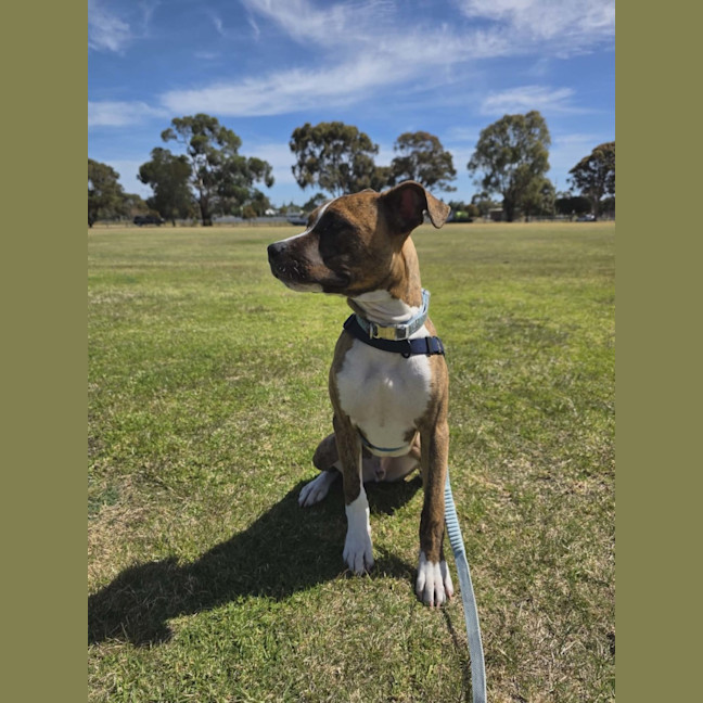Photo of Rocky