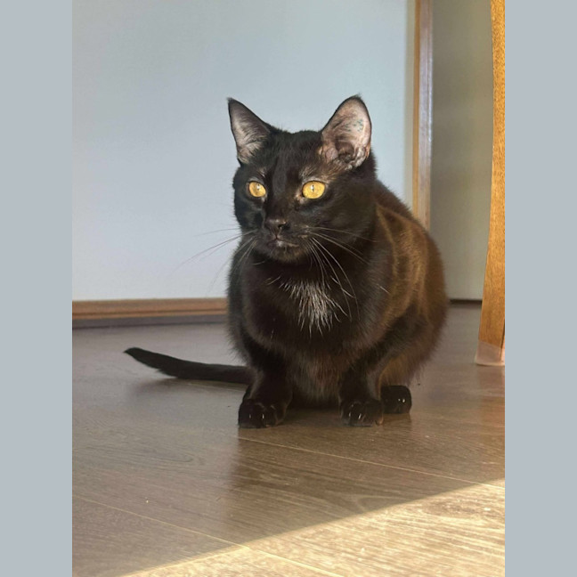 Photo of Violet And Prickle