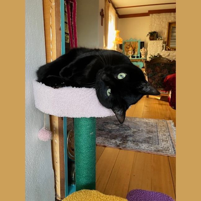 Photo of Luna Kitty   In Foster Care In Mount Martha