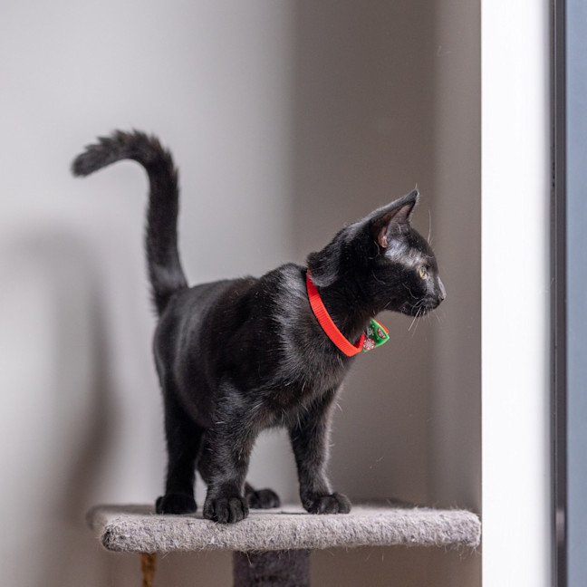 Photo of Puma