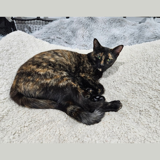 Photo of Phoenix