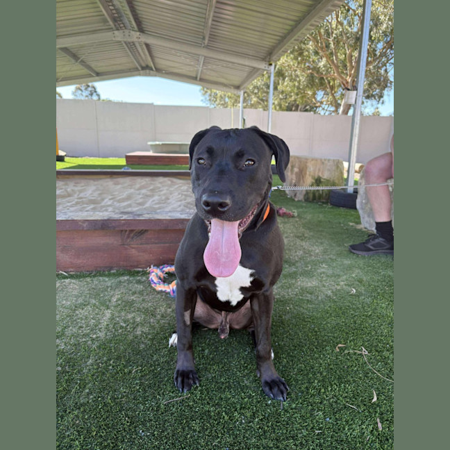 Photo of Paxton   10 Month Old Labrador X Staffy