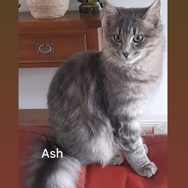 Photo of Ash