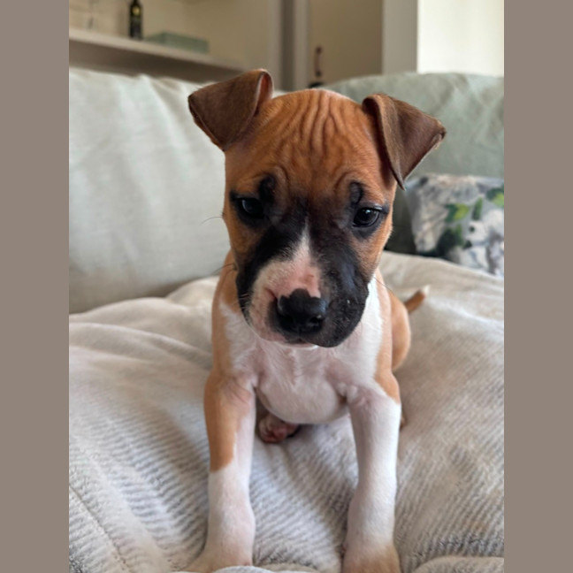 Photo of Jasper   10 Week Old Staffy X (Trial)