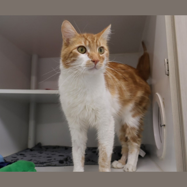 Photo of Popoki