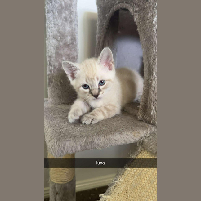 Photo of Luna