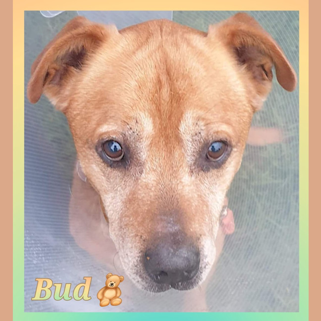 Photo of Bud