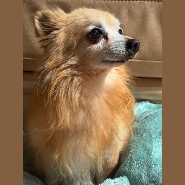 Photo of Coco