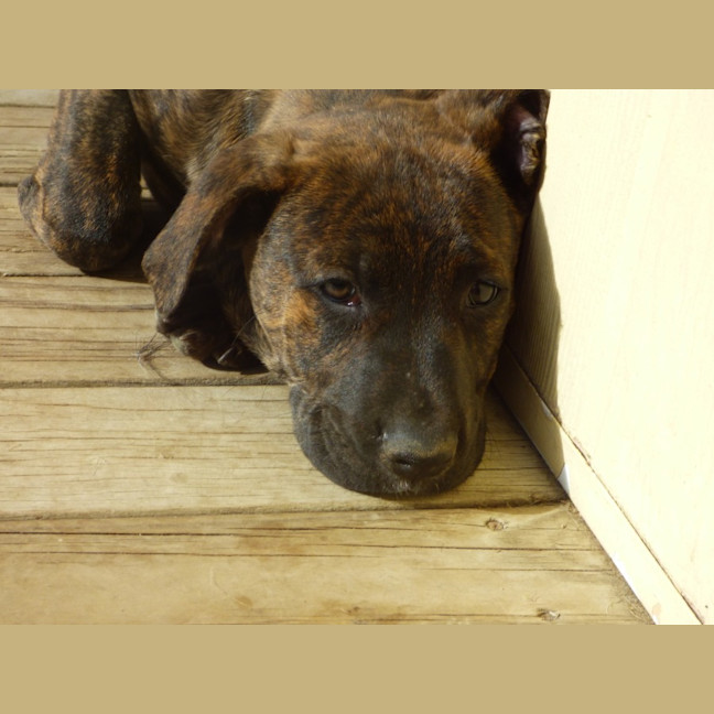 Photo of Charlie/Hank 