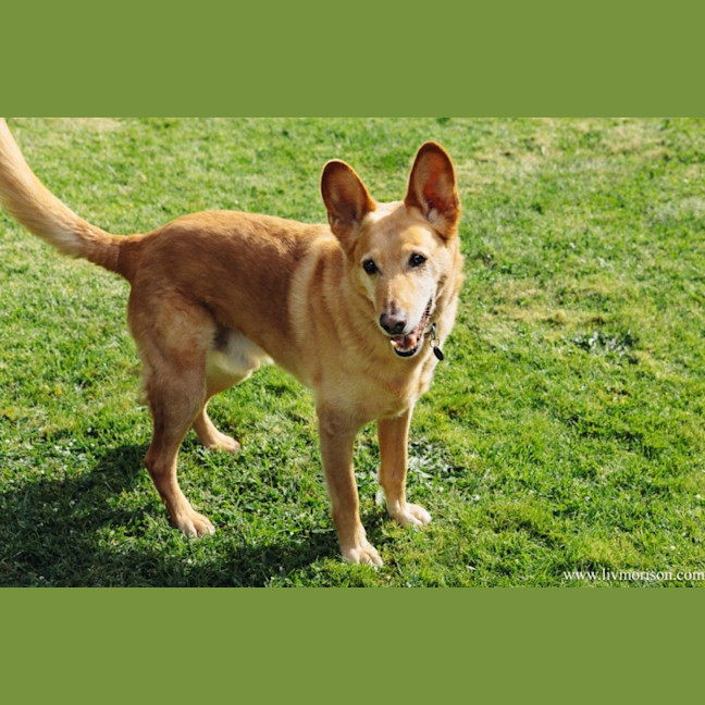 Photo of Teddy Belvedere