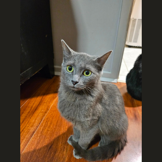 Photo of Smokey