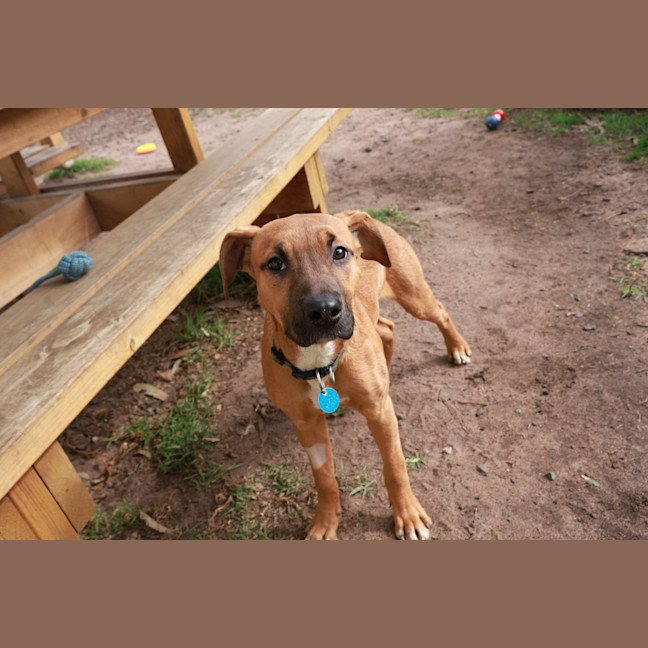Photo of Honey