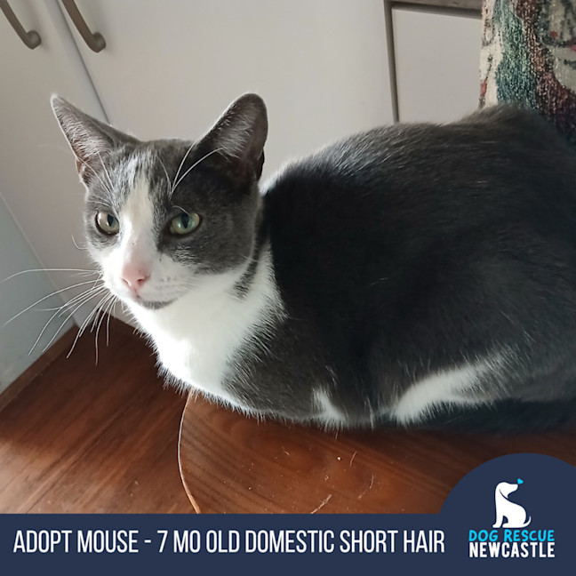 Photo of Mouse   7 Month Old Domestic Short Hair
