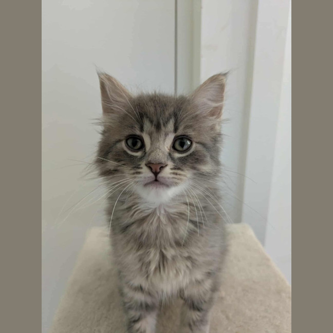 Photo of Leo Meet Me@Petstock Clyde Store