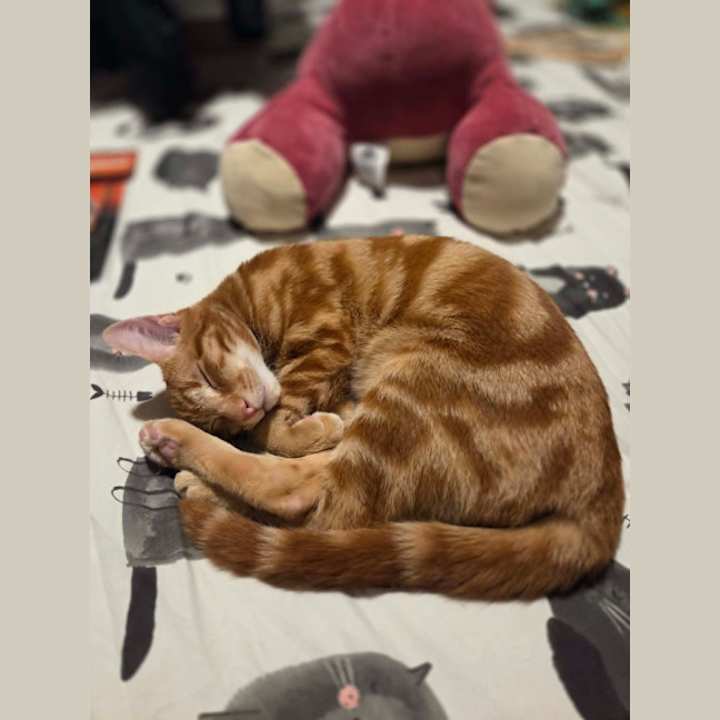 Photo of Tummy Tom