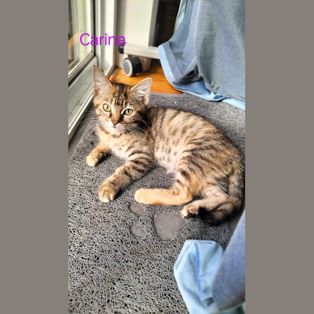 Photo of Carina   Petstock Invermay