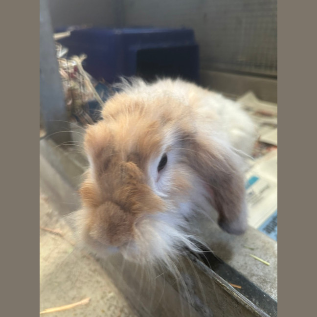 Photo of Cinnabun