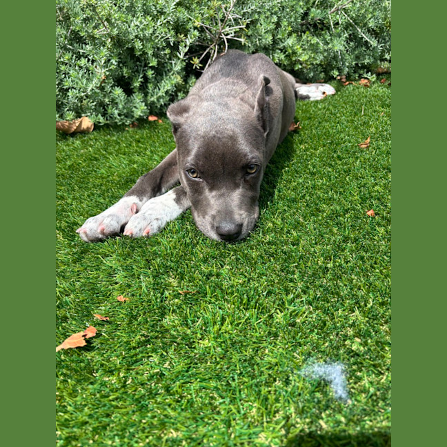 Photo of Rosie   5 Month Old American Staffy X