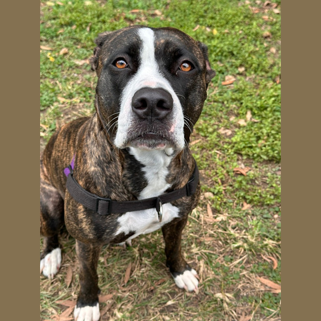 Photo of Pooky