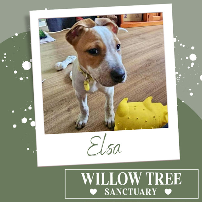 Photo of Elsa