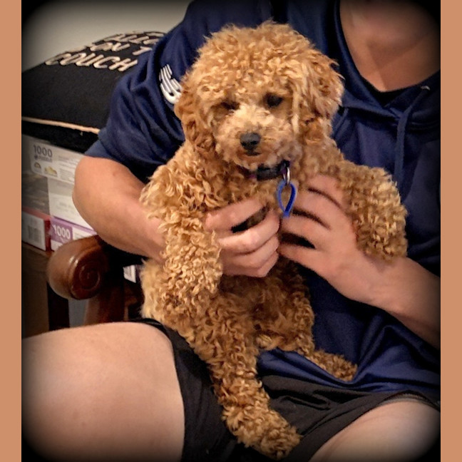 Photo of Russell 🌞 17 Month Old Cavoodle 