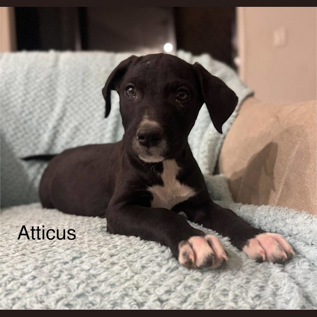 Photo of Atticus